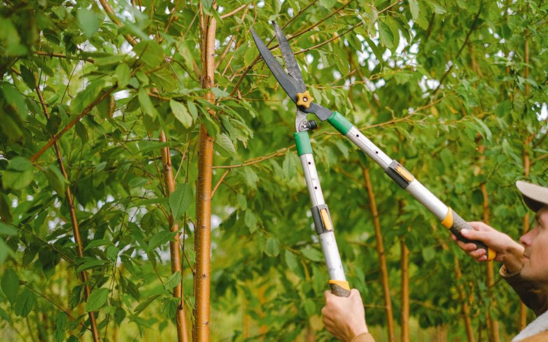 Tree trimming in Mohrsville, PA